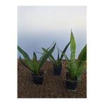 serada decor & plant Kılıç Çiçeği, 3 Adet, 30-45 cm, Saksılı, Gladiolus