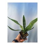 Serada Decor & Plant Kılıç Çiçeği (Gladiolus) 25-35 cm Saksılı Çiçekli Bodur Bitki