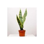 serada decor & plant Kılıç Çiçeği Paşa Kılıcı Sansevaria Ev Bitkisi, 20-30 cm