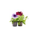 Serada Decor & Plant Kırmızı Açık Mor Petunya Çiçeği 10-20cm Curf Dekoratif Taş 2lt 3'lü Bahçe Peyzaj Seti