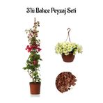 serada decor & plant Kırmızı Begonvil (40-80cm) + Sarı Petunya Çiçeği (20-30cm) + 2lt Curf Dekoratif Taş 3'lü Peyzaj Seti, Çok Renkli