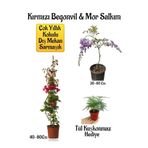 serada decor & plant Kırmızı Begonvil Çiçeği, Mor Salkım Ağacı Fidanı, Tül Kuşkonmaz Hediyeli Bahçe Peyzaj Seti
