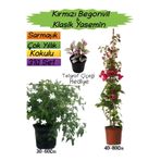 serada decor & plant Kırmızı Begonvil, Klasik Yasemin, Telgraf Çiçeği 3'lü Peyzaj Seti