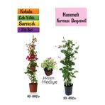 serada decor & plant Kırmızı Begonvil, Kokulu Hanımeli Çiçeği, Mezem Çiçeği 3'lü Peyzaj Seti