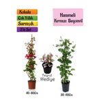 Serada Decor & Plant Kırmızı Begonvil, Kokulu Hanımeli Çiçeği, Telgraf Çiçeği 3'lü Peyzaj Seti