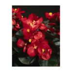 Serada Decor & Plant Kırmızı Begonya Çiçeği, 25-35 cm, Saksılı, İç Mekan Bitkileri
