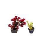 Serada Decor & Plant Kırmızı Bodur Begonvil Çiçeği + Altuni Taflan Çit Bitkisi, 2'li Set, Dış Mekan Bitkileri