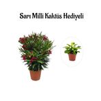Serada Decor & Plant Kırmızı Bodur Zakkum Fidanı, Sarı Milli Kaktüs Hediyeli