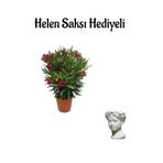 serada decor & plant Kırmızı Bodur Zakkum Fidanı, Terracotta Saksı, Sevgililer Günü Hediyeli