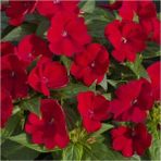 Serada Decor Plant Kırmızı Cam Güzeli Fidanı Yeniğine Saksılı
