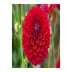 serada decor & plant Kırmızı Dahlia Çiçeği Fidanı, 20-40 cm, Tüplü, Çiçekli Bodur Bitki