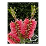 serada decor & plant Kırmızı Fırça Çalısı Çiçeği, Çok Dallı, 40-50 cm