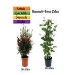 serada decor & plant Kırmızı Fırça Çalısı + Hanımeli Çiçeği Fidanı 2'li Bahçe Peyzaj Seti, 30-60 cm, Çok Renkli