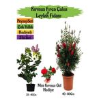 Serada Decor & Plant Kırmızı Fırça Çalısı, Kokulu Mor Leylak Fidanı, Mini Kırmızı Gül Hediyeli Peyzaj Seti, Çok Renkli, 40-80 cm
