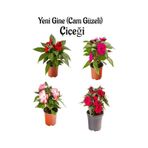 Serada Decor Plant - Kırmızı + Fuşya + Ebruli Renk Yeni Gine Cam Güzeli Çiçeği 4 Adet Balkon Bitkisi 10 - 15 CM