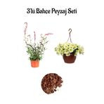 serada decor & plant Kırmızı Gaura, Sarı Petunya Çiçeği, Dekoratif Taş 3'lü Peyzaj Seti