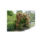 serada decor & plant Kırmızı Hanımeli Çiçeği, Lonicera Sempervivens, Çok Renkli