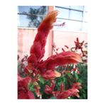 Serada Decor & Plant Kırmızı Karides Çiçeği Fidanı, 1 Adet Saksılı, 20-50 cm, Dış Mekan Bitkisi