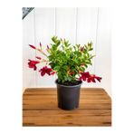 serada decor & plant Kırmızı Mandevilla Sarmaşık 30–60 cm – Yaz Boyu Çiçek Açan Saksı Bitkisi