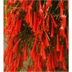 Serada Decor Plant Kırmızı Mercan Çiçeği (Russelia Equisetiformis)