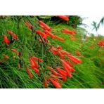 Serada Decor Plant Kırmızı Mercan Çiçeği