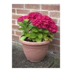 Serada Decor & Plant Kırmızı Ortanca Çiçeği, 40-60 cm, 1 Adet Saksılı Çiçekli Bodur Bitki