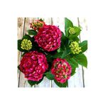 serada decor & plant Kırmızı Ortanca Çiçeği Fidanı, 30-60 cm, Saksılı, Hydrangea
