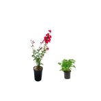 serada decor & plant Kırmızı Oya Ağacı + Itır Çiçeği Dış Mekan Bitkisi, 2'li Set, Çok Renkli