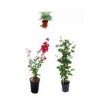 serada decor & plant Kırmızı Oya Ağacı, Kokulu Hanımeli Çiçeği, Tül Kuşkonmaz 3'lü Peyzaj Seti, Çok Renkli