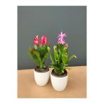 Serada Decor & Plant Kırmızı-Pembe Schlumbergera Yılbaşı Çiçeği, Saksılı, 10-15cm