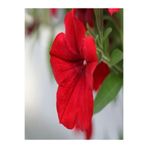 serada decor & plant Kırmızı Petunya Çiçeği, 15-25 cm, Tüplü Bodur Bitkiler