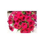Serada Decor Plant Kırmızı Petunya Çiçeği Fidanı Askılı Saksılı