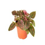 serada decor & plant Kırmızı Renk Hostes Çiçeği Saksılı (Red Hypoestes) 10-20 cm, 1 Adet