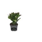 Serada Decor & Plant Kırmızı Schlumbergera Truncata Yılbaşı Çiçeği, Saksılı, 10-15cm