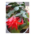 serada decor & plant Kırmızı Yılbaşı Çiçeği, 20-30 cm, Saksılı, Schlumbergera Truncata