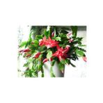 Serada Decor Plant Kırmızı Yılbaşı Çiçeği Fidanı Saksılı