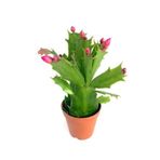 serada decor & plant Kırmızı Yılbaşı Çiçeği Schlumbergera Truncata, 1 Adet Saksılı
