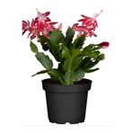 serada decor & plant Kırmızı Yılbaşı Çiçeği, Schlumbergera Truncata, Saksılı, 10-20cm, 1 Adet