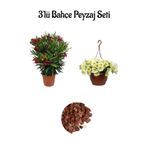 serada decor & plant Kırmızı Zakkum (30-60cm) + Sarı Petunya Çiçeği (20-30cm) + 2lt Curf Dekoratif Taş 3'lü Peyzaj Seti