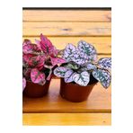 Serada Decor & Plant Kırmızı/Pembe Hostes Çiçeği, 10/15cm, 2 Adet Saksılı İç Mekan Çiçeği (Hypoestes)
