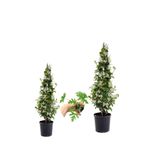 Serada Decor & Plant Kokulu Arap Yasemini Fidanı, 2 Adet Saksılı + İtır Çiçeği Hediye, 3'lü Peyzaj Seti, 40-80 cm