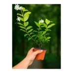 serada decor & plant Kokulu Arap Yasemini Sarmaşığı Fidanı, Rhyncospermum Jasminoides, Çiçekli Bitki, Saksılı, 30-40 cm