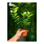serada decor & plant Kokulu Arap Yasemini Sarmaşığı Fidanı, Rhyncospermum Jasminoides, Çiçekli Bitki, Saksılı, 30-40 cm