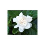 serada decor & plant Kokulu Gardenya Çiçeği, 15-30 cm Saksılı, Beyaz, İç Mekan Bitki