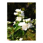 serada decor & plant Kokulu Gardenya Çiçeği, 25-35 cm, Saksılı İç Mekan Bitki