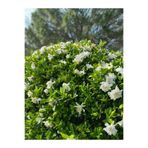 Serada Decor & Plant Kokulu Gardenya Çiçeği, 40-60 cm, 1 Adet Saksılı, Beyaz