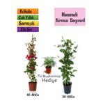 Serada Decor & Plant Kokulu İzmir Yasemini, Kokulu Hanımeli Çiçeği, Tül Kuşkonmaz 3'lü Peyzaj Seti, Çok Renkli