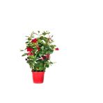 serada decor & plant Kokulu Kırmızı Mandevilla Sarmaşığı, Buz Çiçeği Hediyeli