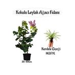 serada decor & plant Kokulu Leylak Ağacı Fidanı Saksılı, 30-60 cm, Telgraf Çiçeği Hediye