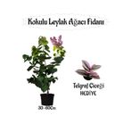 serada decor & plant Kokulu Leylak Ağacı Fidanı Saksılı, 30-60 cm, Telgraf Çiçeği Hediyeli